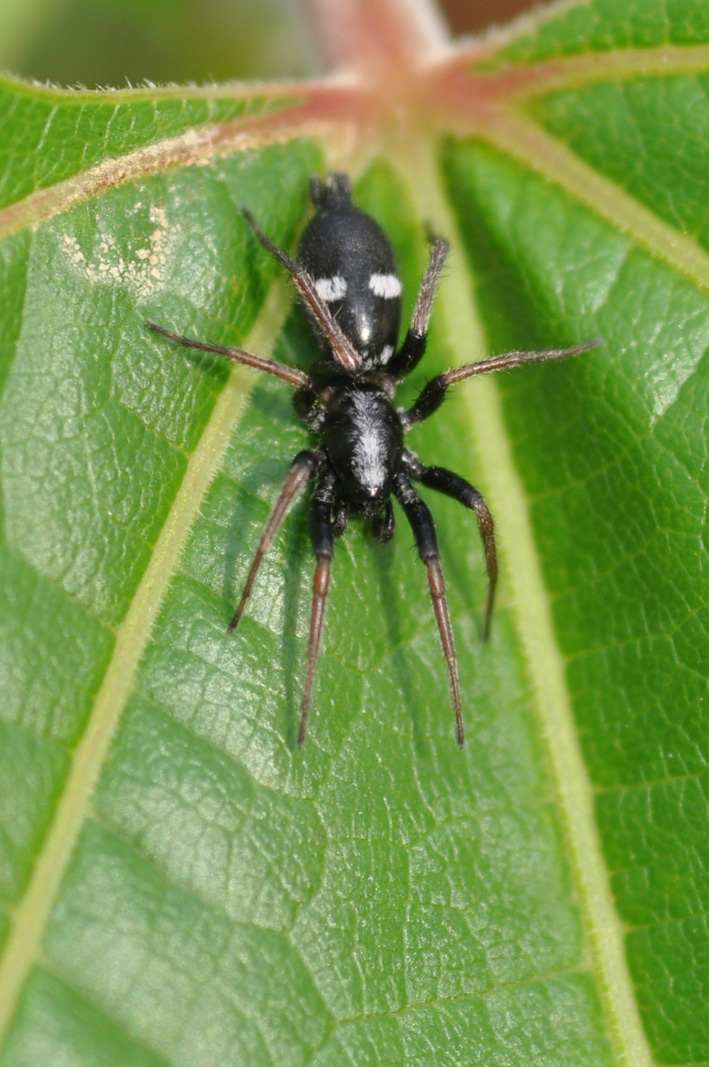 Poecilochroa sp.? No. Aphantaulax sp. - Lucca